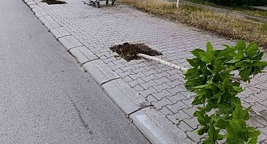 Patnos'ta ağaçlara zarar veren şüpheli yakalandı