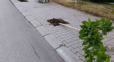 Patnos'ta yeni dikilen 15 ağaca zarar verildi