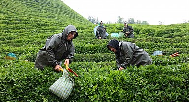Rize'de çay tarımı yeniden şekilleniyor: Migros'tan stratejik adım