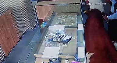 Sahibinden kaçan dana kuyumcu dükkânına girdi