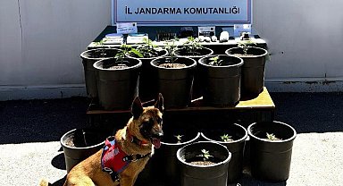 Saksıda yetiştirilen uyuşturucu fide aşamasında ele geçirildi