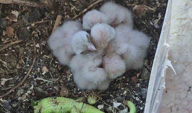 Saksıda yumurtlayan kerkenez 6. kattaki balkonu yaban hayatına çevirdi