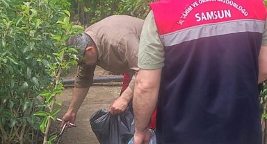 Samsun'da fidancılık işletmeleri mercek altında