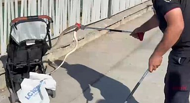 Şanlıurfa'da ağaçtan bebek arabasına yılan düştü