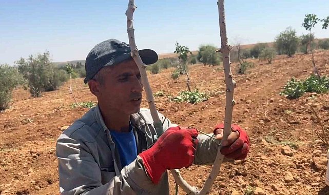 Şanlıurfa'da fıstık aşılama dönemi başladı