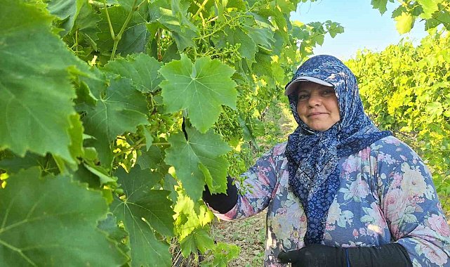 Sarıgöl'de üzüm bağlarında imece mesaisi