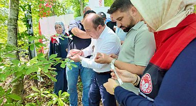 Savaşçı arılar kahverengi kokarcalar için salındı