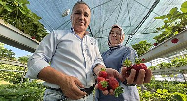 Serada topraksız yetiştirdikleri çilek yaşam enerjileri oldu