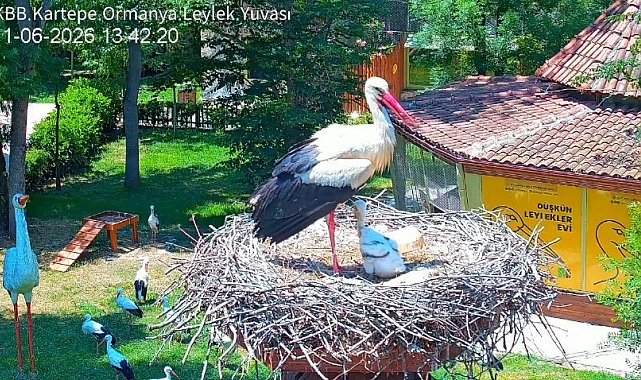 Şifa buldukları merkezde yuva kuran leyleklerin yavrusu 18 günlük oldu