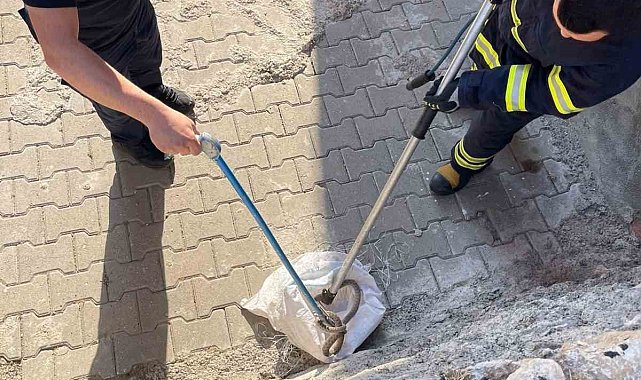 Siirt'te 1 buçuk metrelik yılan evin bahçesinden çıktı