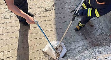 Siirt'te 1 buçuk metrelik yılan evin bahçesinden çıktı