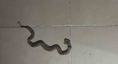 Siirt'te apartmanda görülen yılan paniğe neden oldu