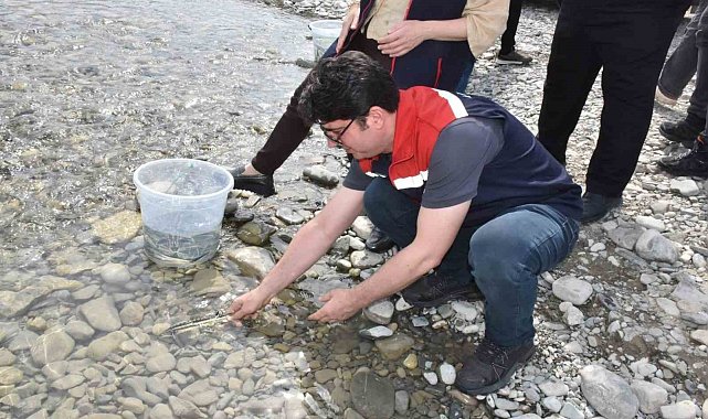 Sinop'ta 2 bin 500 mersin balığı denize salındı