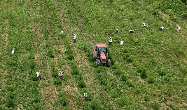 Sinop'ta geleceğin ormanları için bakım seferberliği