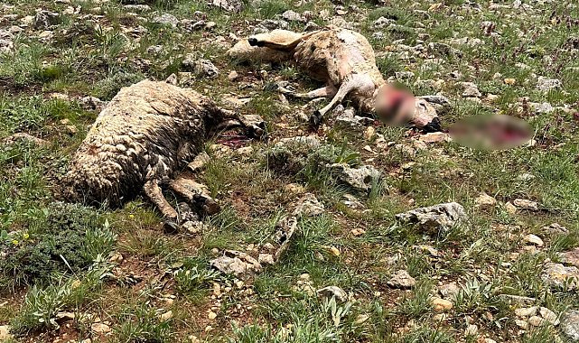 Sivas'ta koyun sürüsünün üzerine yıldırım düştü, 5 koyun telef oldu