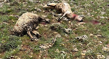 Sivas'ta koyun sürüsünün üzerine yıldırım düştü, 5 koyun telef oldu