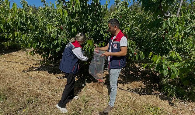 Söke'de kiraz bahçeleri denetlendi, numuneler alındı