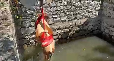 Sulama havuzuna düşen gebe inek 2 saatlik çalışmayla kurtarıldı