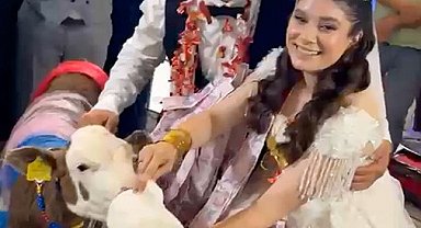 Takı merasiminde altın yerine dişi buzağı hediye edildi