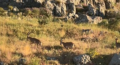 Tarihi Harput'ta dağ keçileri görüldü