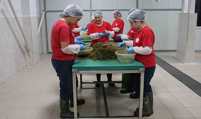 Tarımsal Ürün Fabrikası ile kadınlar üretiyor Efeler kazanıyor