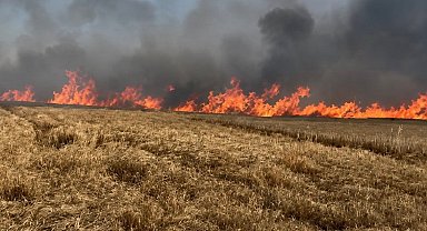 Tekirdağ'da 400 dönüm buğday ekili alan yandı