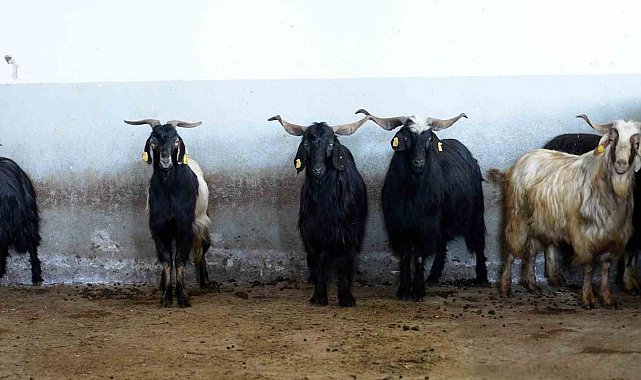 Tekirdağ'da Kurban Bayramı'nda Büyükşehir mezbahalarında 977 hayvanın kesimi yapıldı