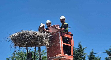 Tekirdağ'da Leylek Festivali