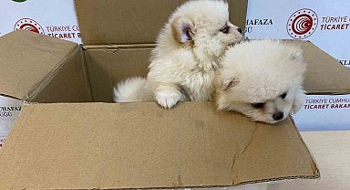 Ticaret Bakanlığı Gümrükler Muhafaza ekiplerinden yavru köpeklere yönelik kaçakçılık girişimine geçit yok