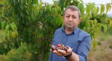 Tokat'ta aşırı yağış kirazı vurdu