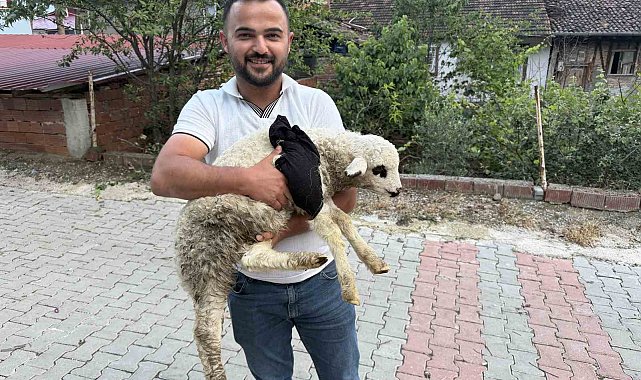 Tokat'ta sağlık personelinden yaralı kuzuya tam teşekküllü müdahale