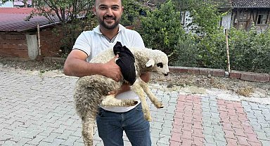 Tokat'ta sağlık personelinden yaralı kuzuya tam teşekküllü müdahale