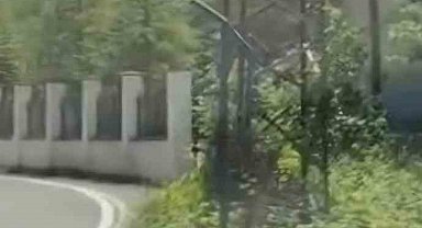 Trabzon'da ilk kez görüntülendi; Çengel boynuzlu dağ keçisi yavrusu karayoluna indi