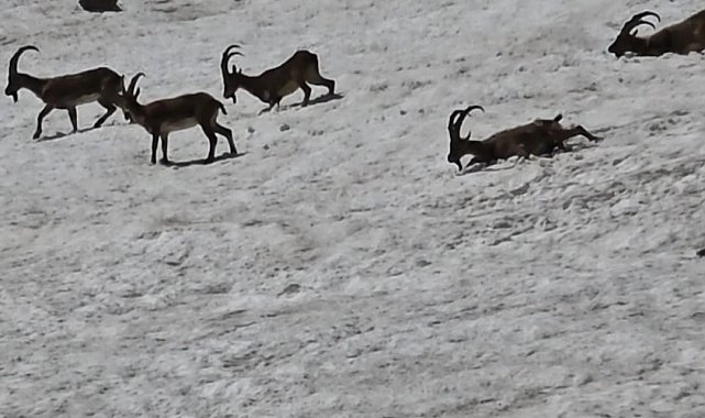 Tunceli'de dağ keçileri ve ayılar aynı bölgede görüntülendi
