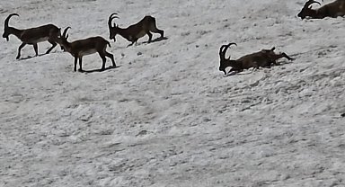 Tunceli'de dağ keçileri ve ayılar aynı bölgede görüntülendi