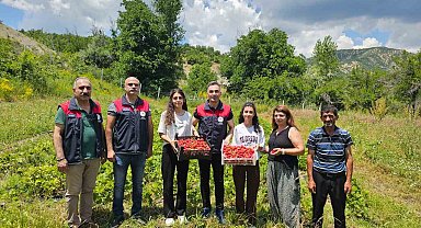 Tunceli'de kadın üreticilerin çilek hasadı yüz güldürdü