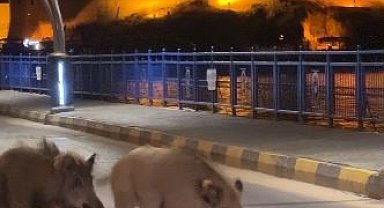 Turizm kentlerini istila eden domuz sorunu her geçen gün büyüyor
