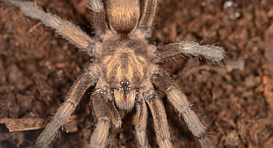 Türkiye'de ilk kez yeni bir tarantula cinsi kaydedildi