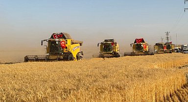 Türkiye'nin en büyük tarım işletmesinde hasat zamanı