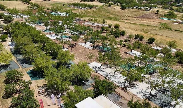 Tut ilçesinde dut hasadı başladı