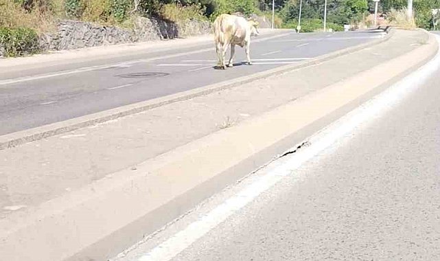 Ümraniye'de cadde ortasında başıboş inek görüntülendi