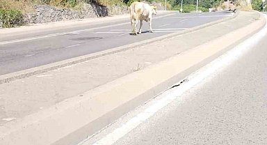 Ümraniye'de cadde ortasında başıboş inek görüntülendi