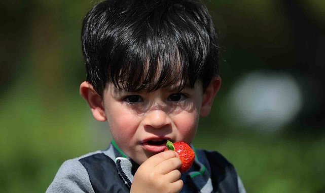Üzümlü'de vatandaşlar çileği dalından topluyor