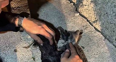 Yangında mahsur kalan kedileri itfaiye ekipleri kurtardı