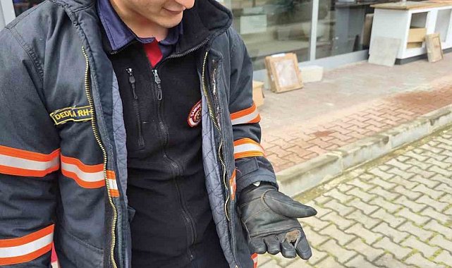 Yaralı yarasa koruma altına alındı
