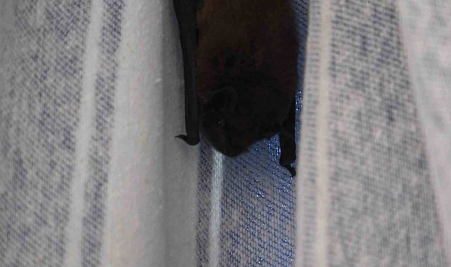 Yarasa balkon perdesini yuvaya dönüştürdü, ev sahibi 'Batman' adını verdi