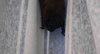 Yarasa balkon perdesini yuvaya dönüştürdü, ev sahibi 'Batman' adını verdi