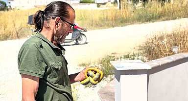 Yılanları çıplak elleriyle yakalayıp doğaya salıyor