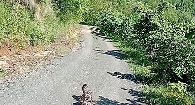 Yolda gördüğü karaca yavrularına Arçil ve Şota adını verdi