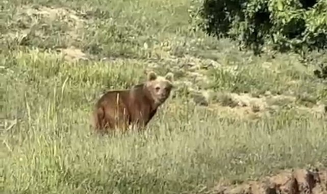Yozgat'ta ayılar, o köyü mesken tuttu